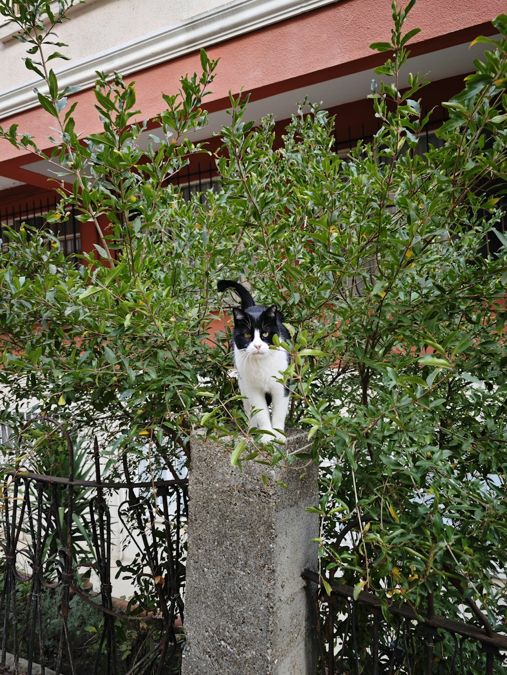 a black and white cat sitting on top of a tree