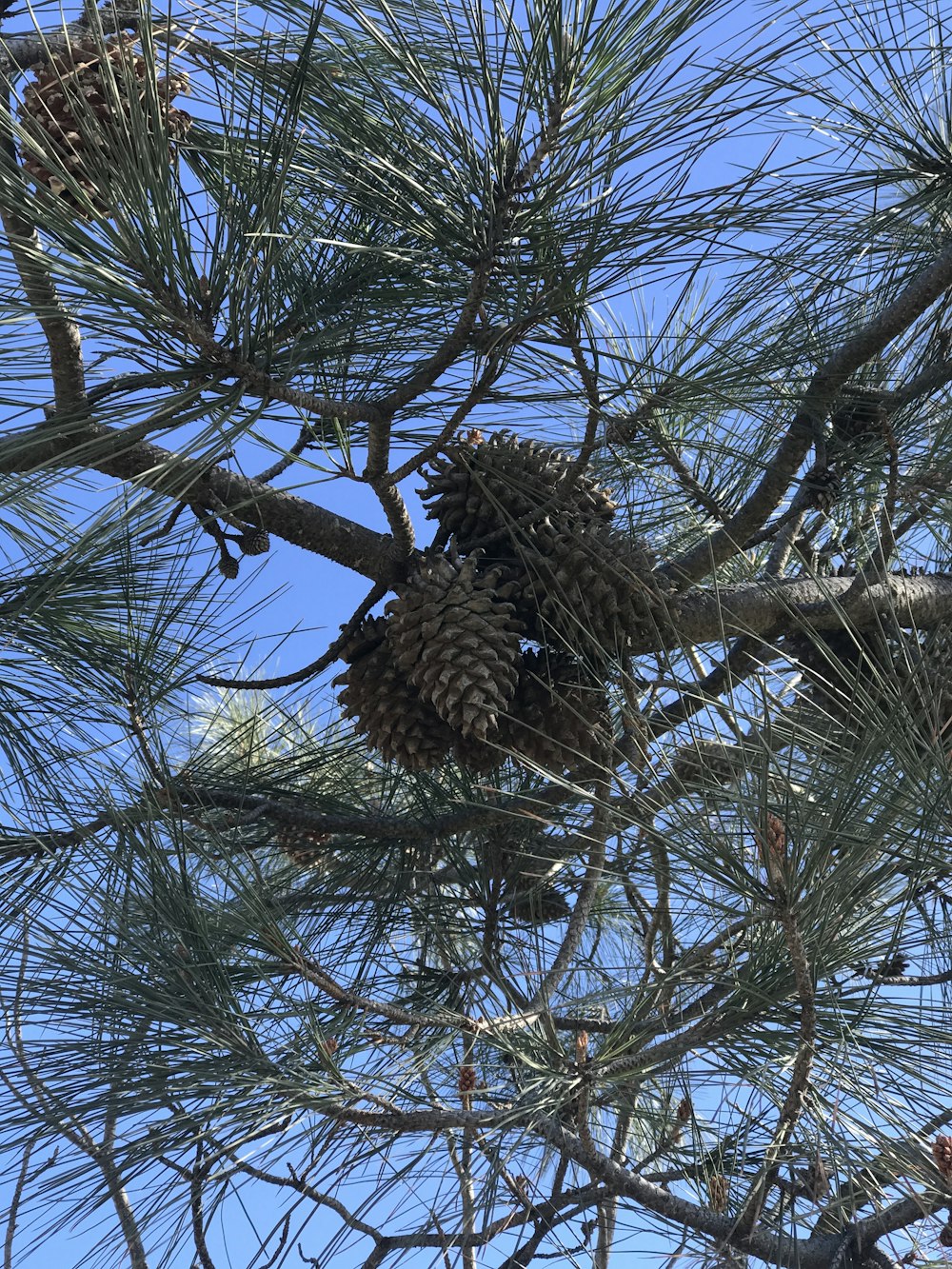 a pine cone hanging from a tree branch