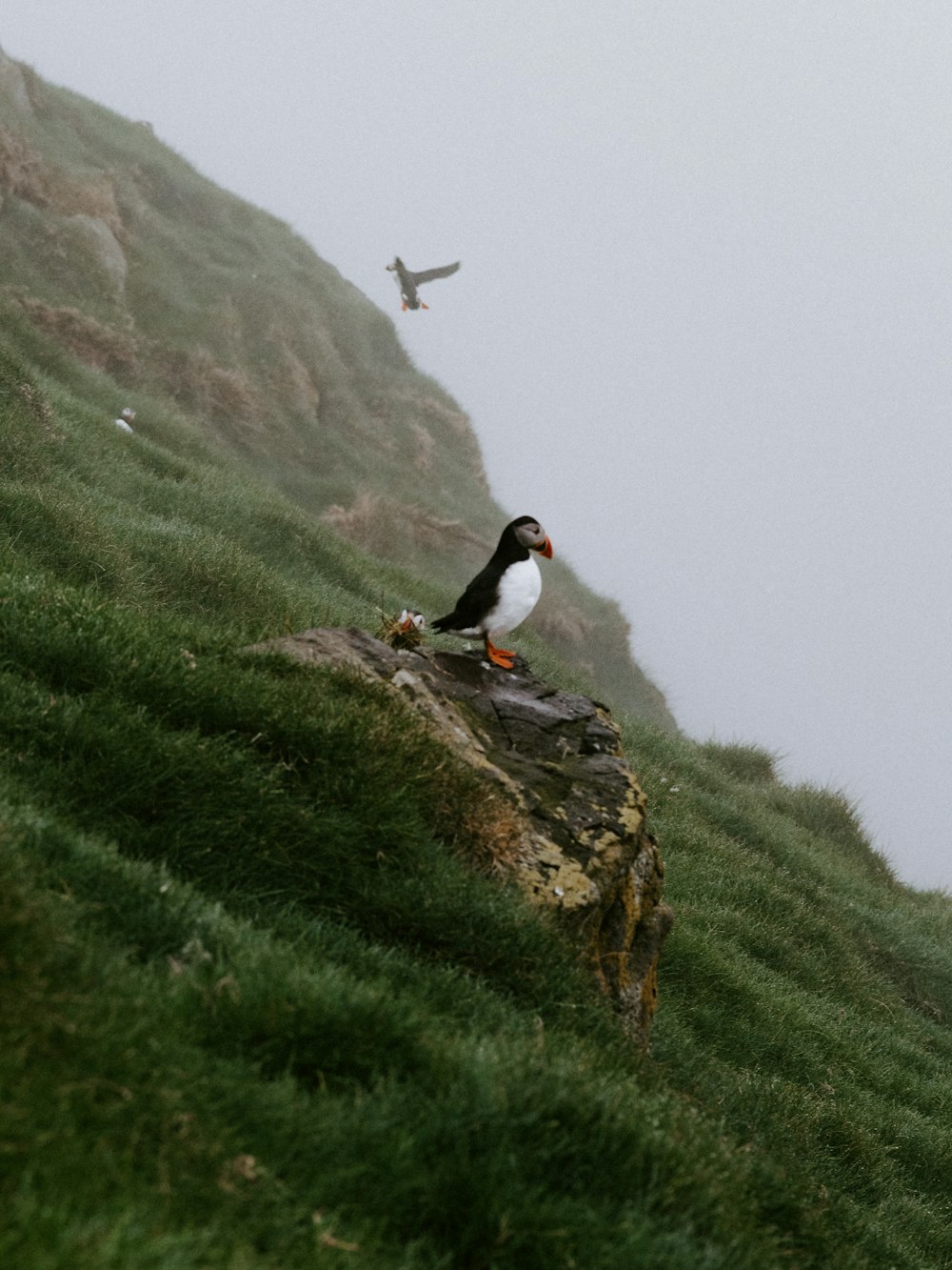 a bird sitting on top of a lush green hillside