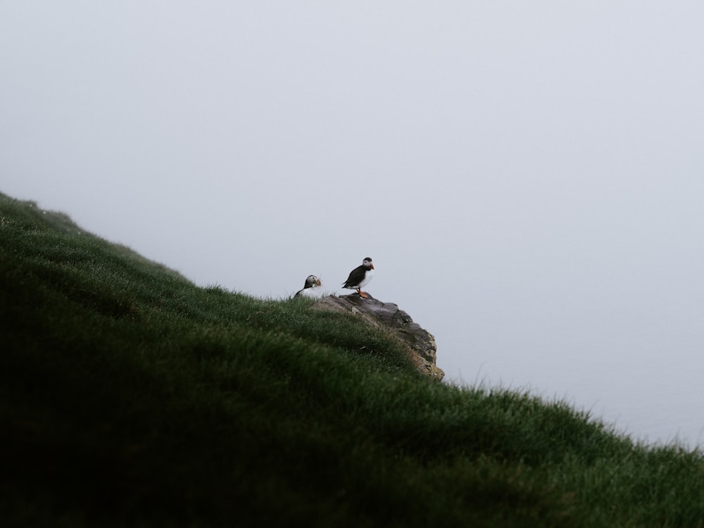 two birds sitting on top of a grass covered hill