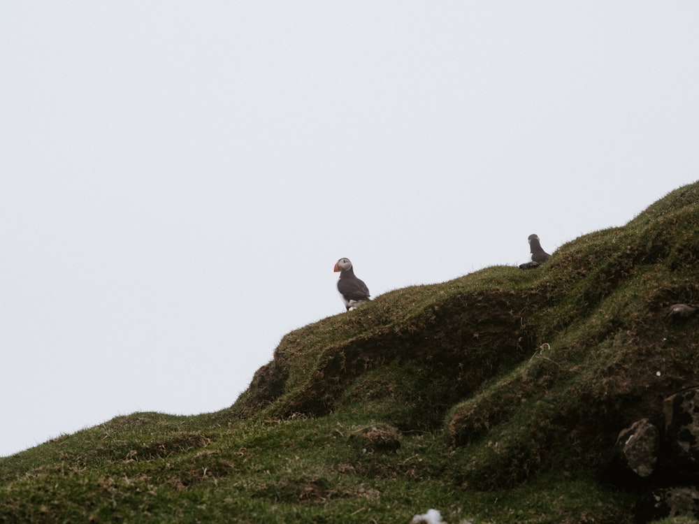 a couple of birds sitting on top of a green hill