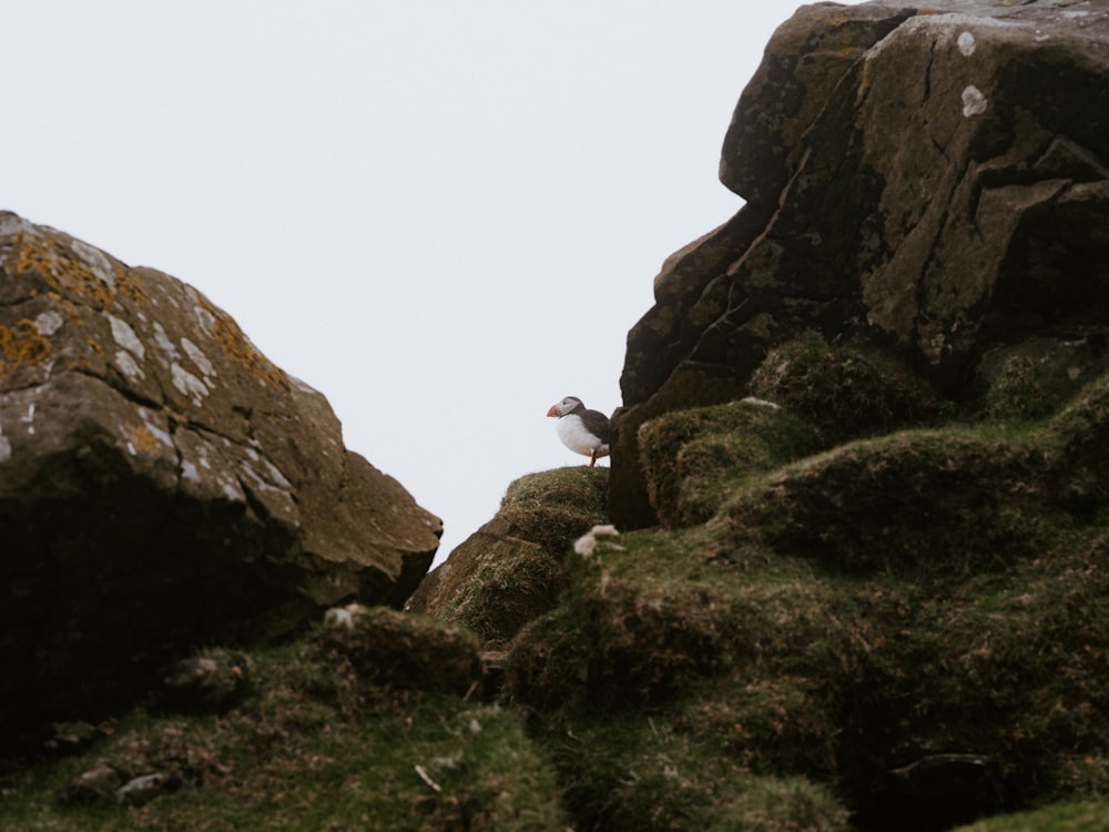 a bird is standing on a rock formation