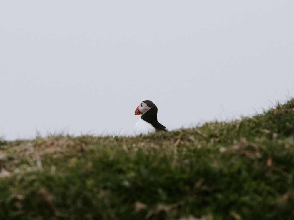 a black and white bird sitting on top of a grass covered hill