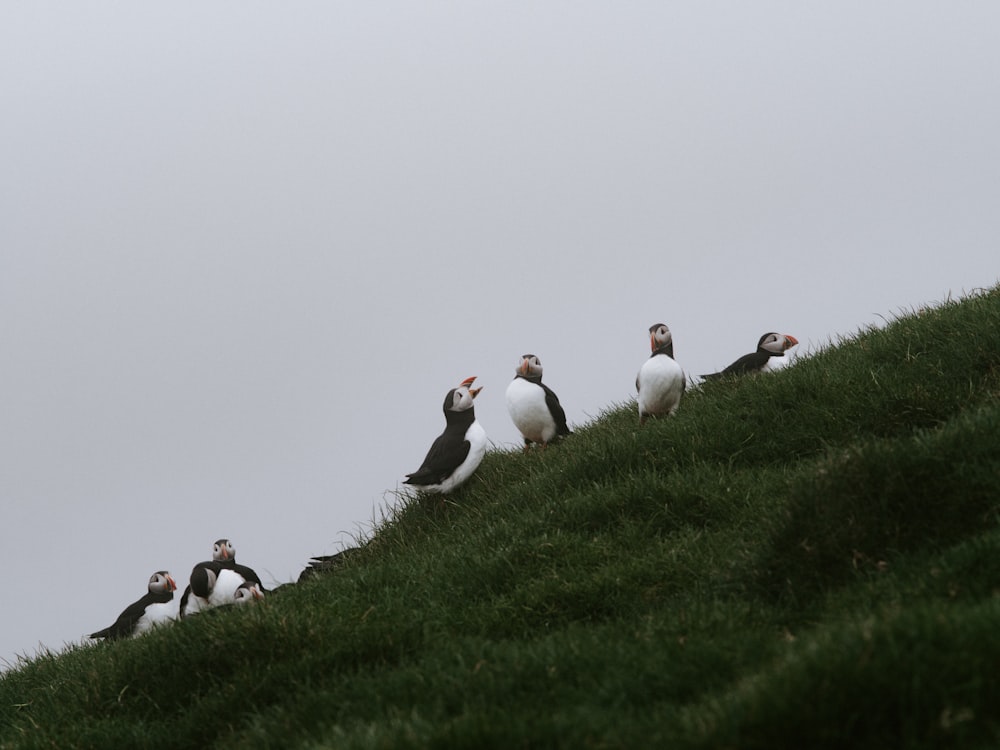 a group of birds sitting on top of a lush green hillside