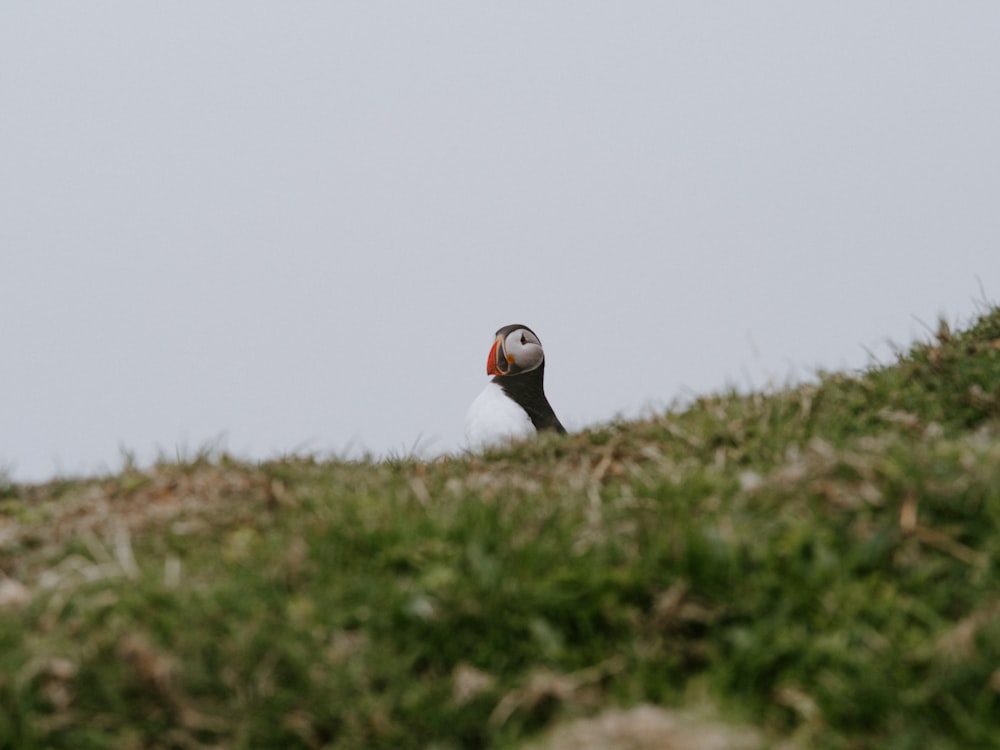 a bird sitting on top of a lush green hillside