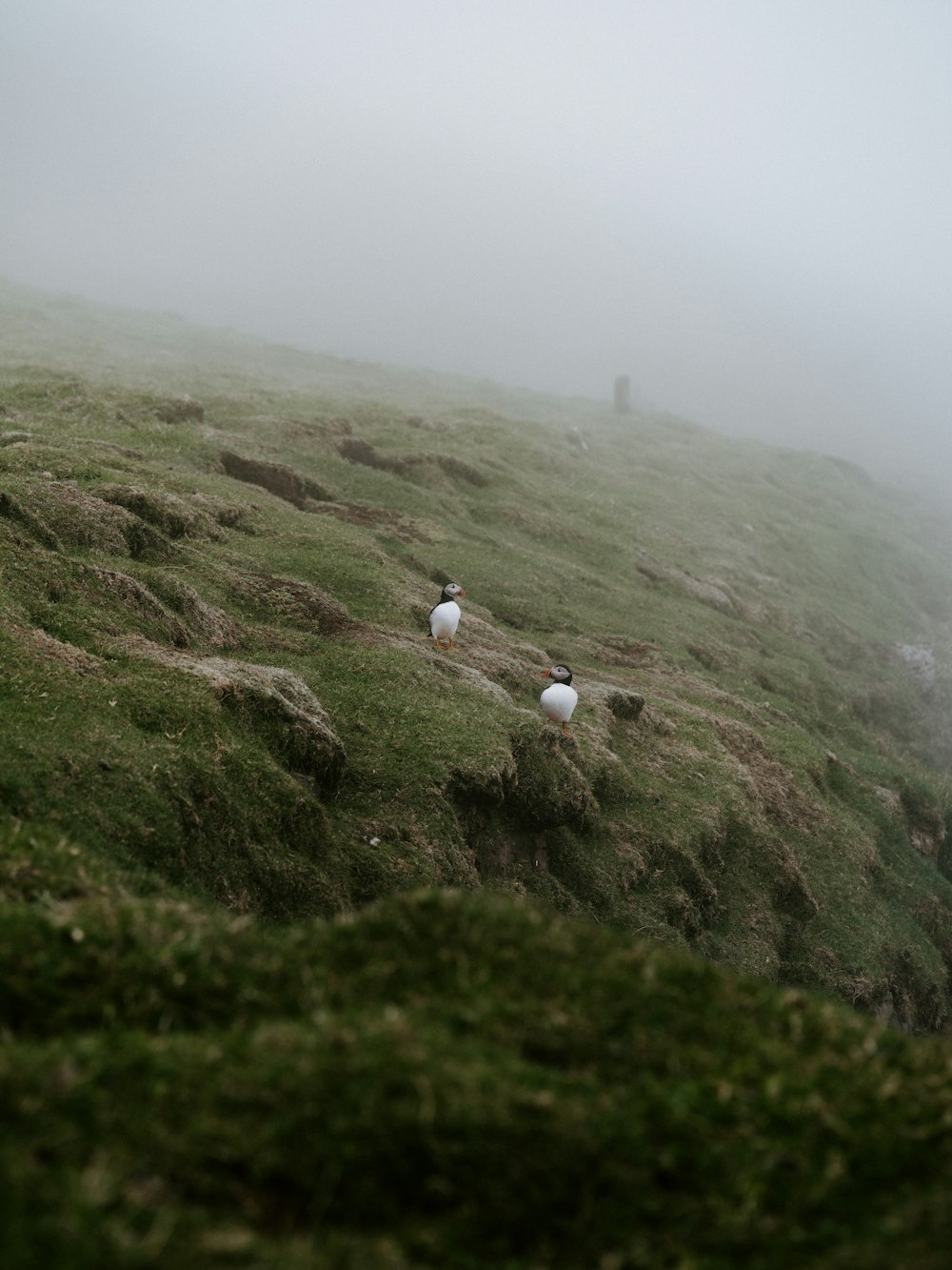 a group of sheep standing on top of a lush green hillside