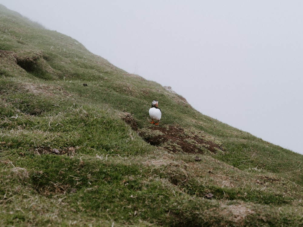 a seagull sitting on the side of a grassy hill