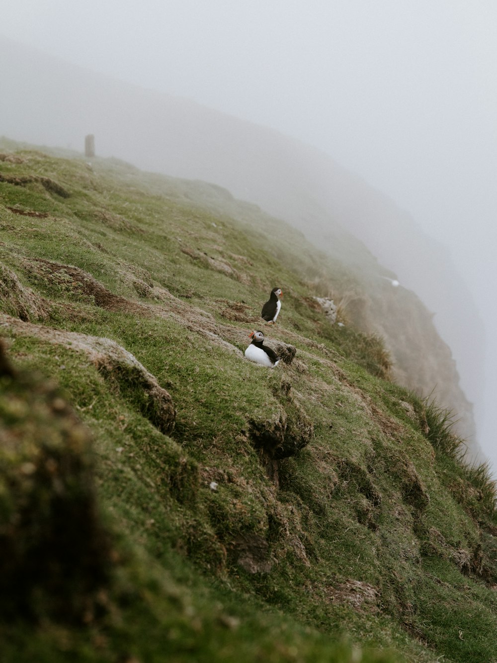 a couple of birds sitting on top of a lush green hillside