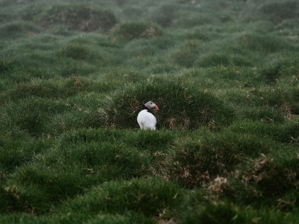 a bird is sitting in the middle of a grassy field
