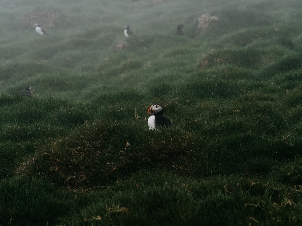 a bird sitting in the middle of a grassy field