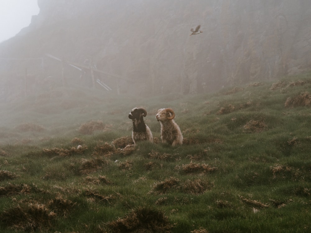 a couple of dogs sitting on top of a lush green hillside