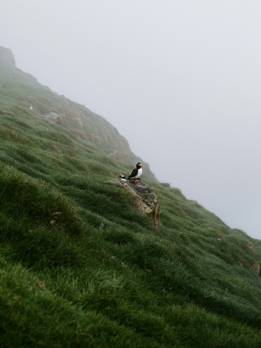 a bird sitting on a rock in the grass