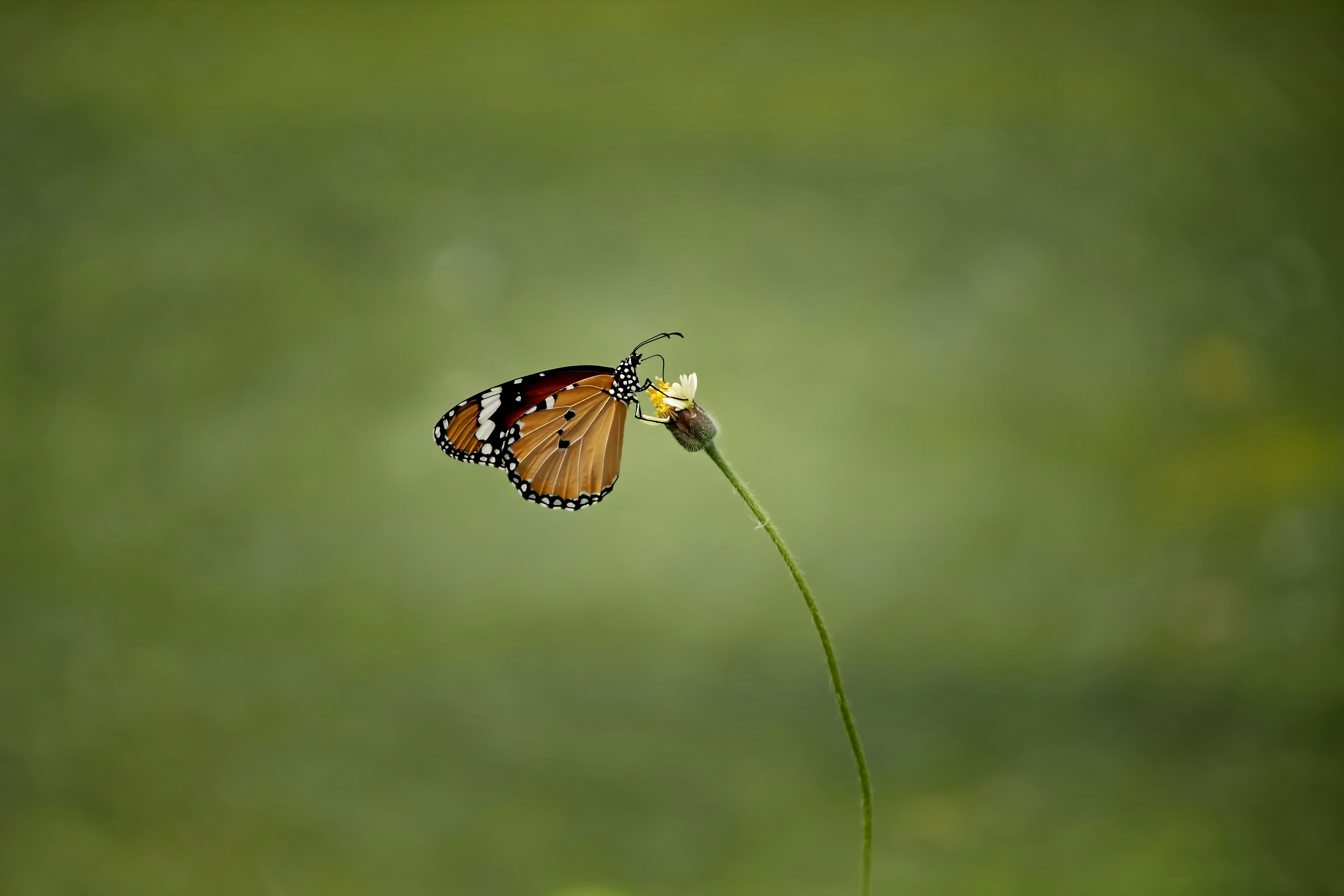 a butterfly sitting on top of a flower