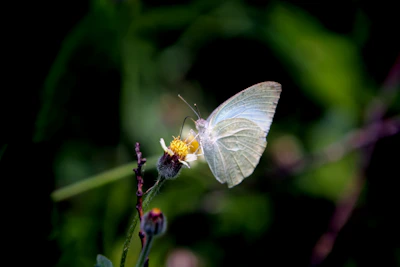 Delicate butterfly resting on a blooming flower symbolizing transformation and beauty