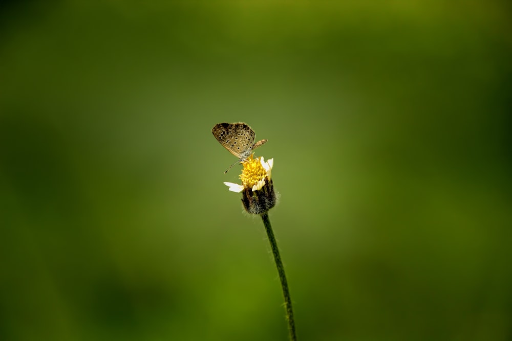a small butterfly sitting on top of a yellow flower