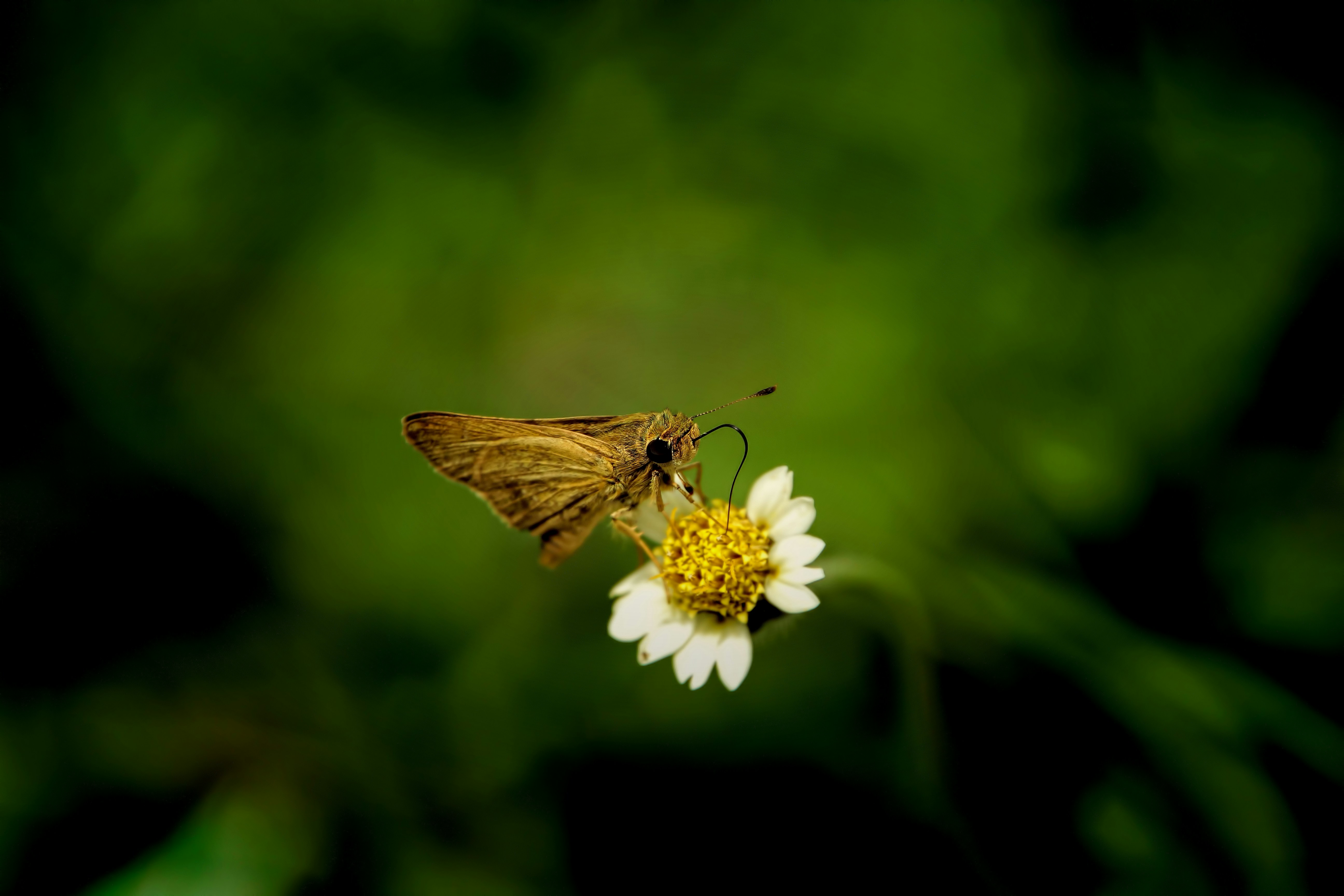 Photo by viswaprem