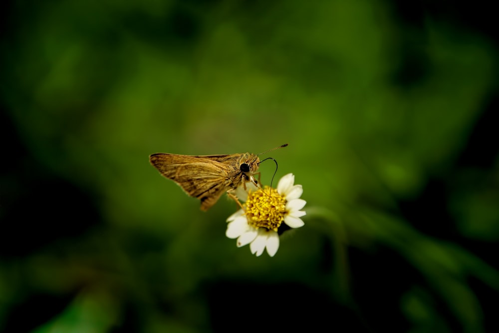 a small brown and white butterfly sitting on a white flower