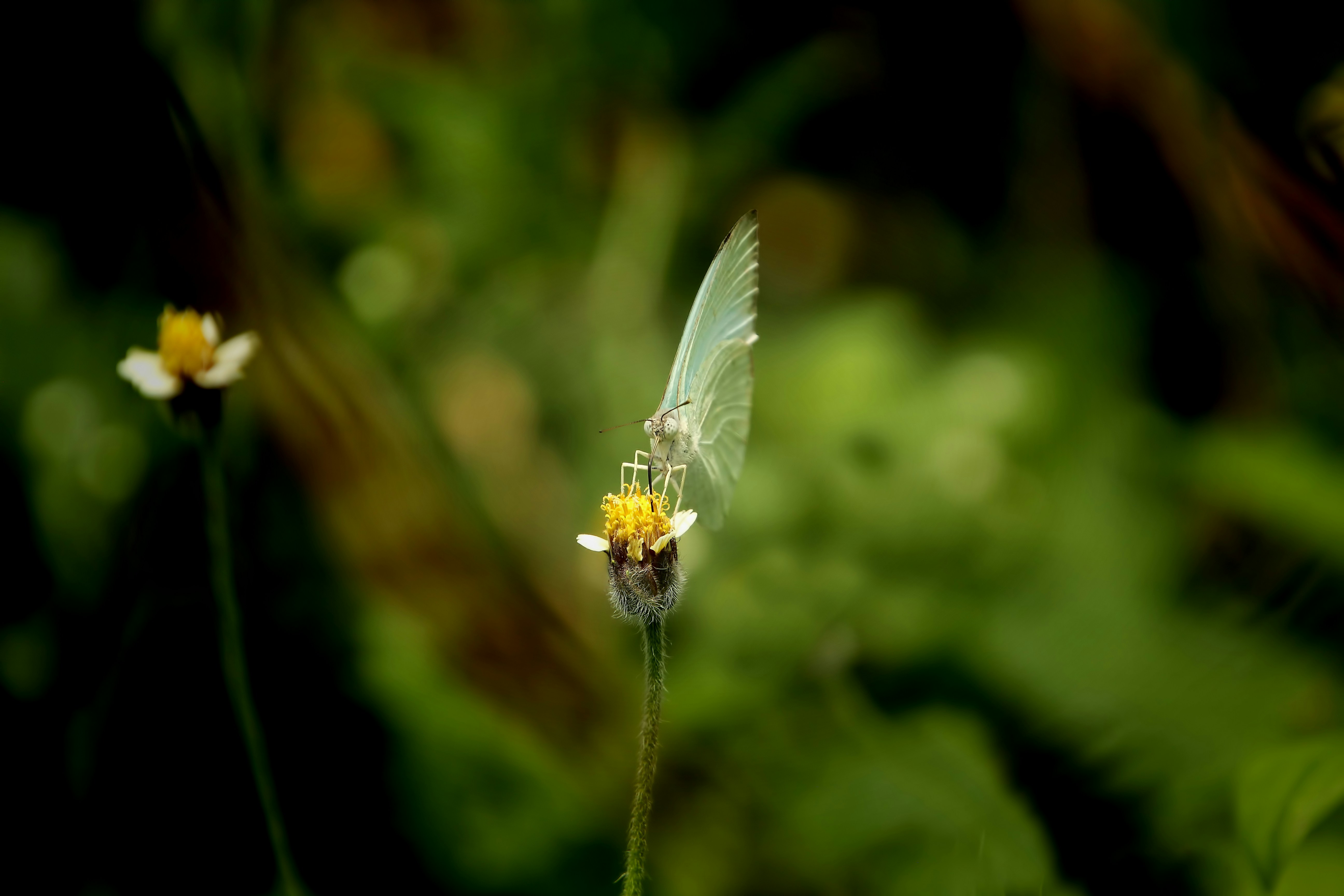 a small insect sitting on top of a yellow flower