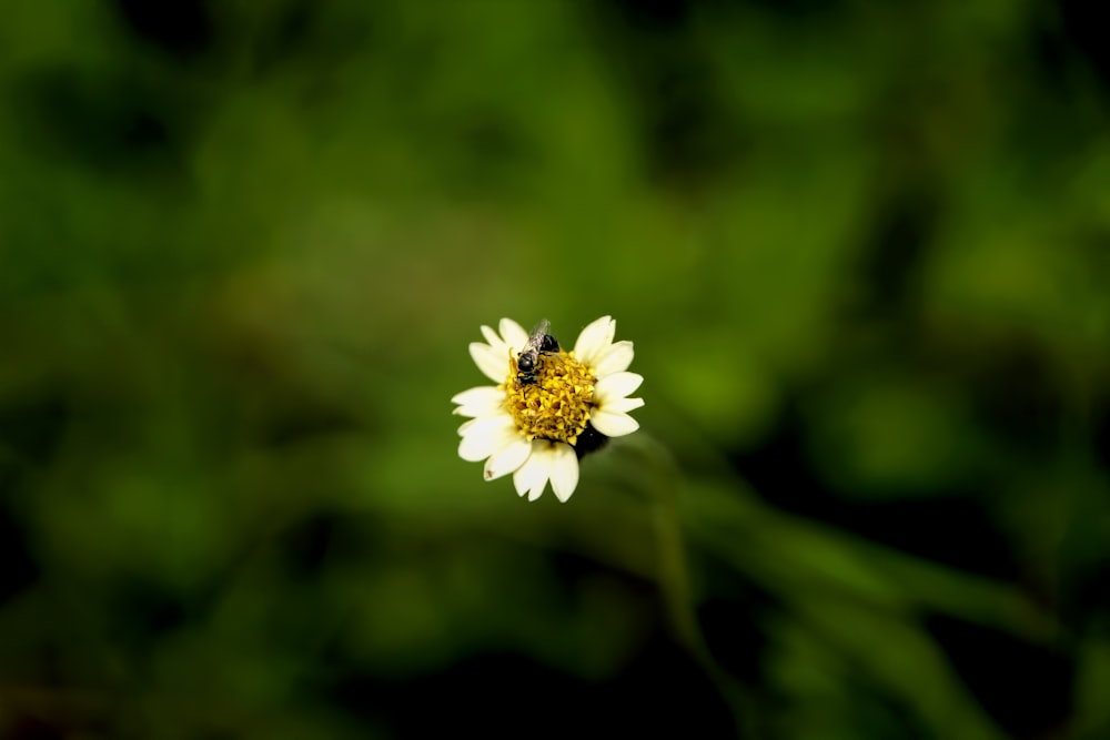 a white and yellow flower with a bee on it