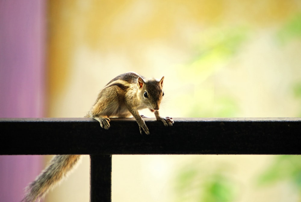 a small squirrel sitting on top of a metal rail