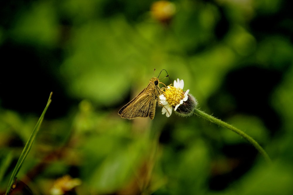 a small brown and white butterfly sitting on a flower