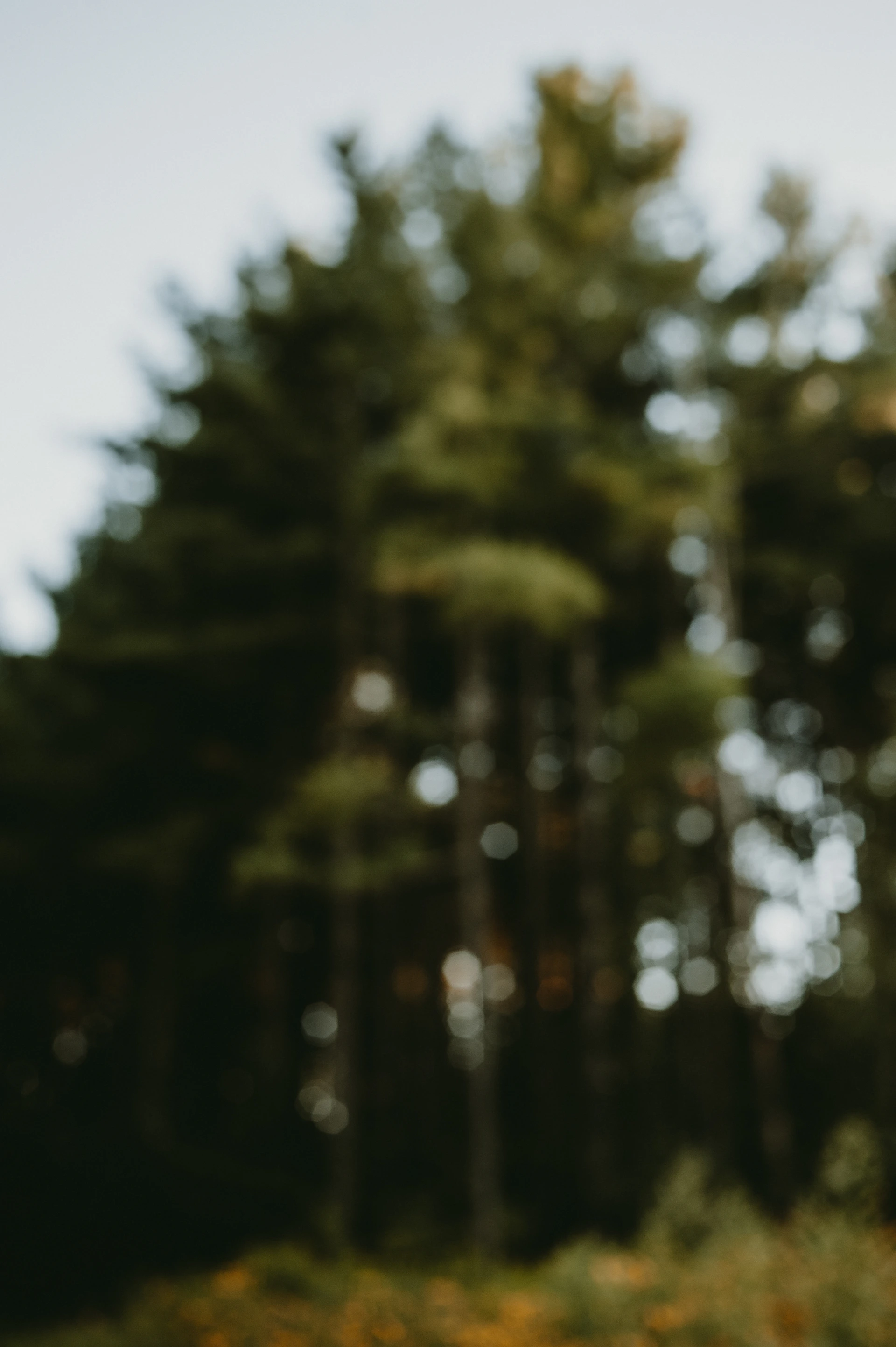 a blurry photo of a forest with trees in the background