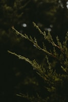 Close-up of cedar tree branches with a dark, blurred background. The focus is on the delicate needle-like leaves with a few droplets of water visible.