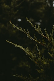 Close-up of a majestic cedar tree branch with ancient Hebrew script subtly overlaid in the background.