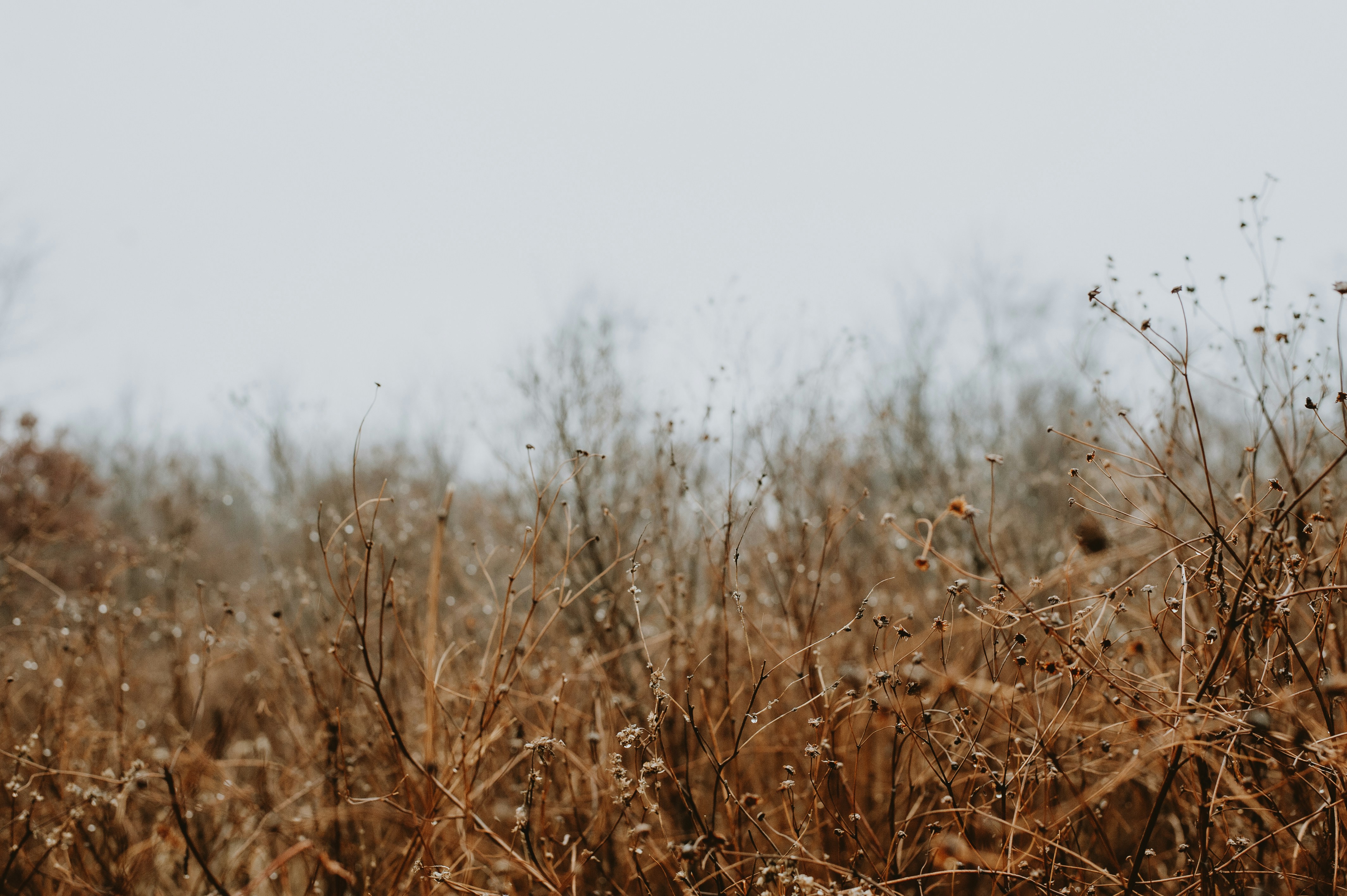 Photo by prairiepilgrim