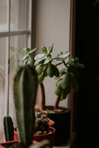 Potted Succulent
