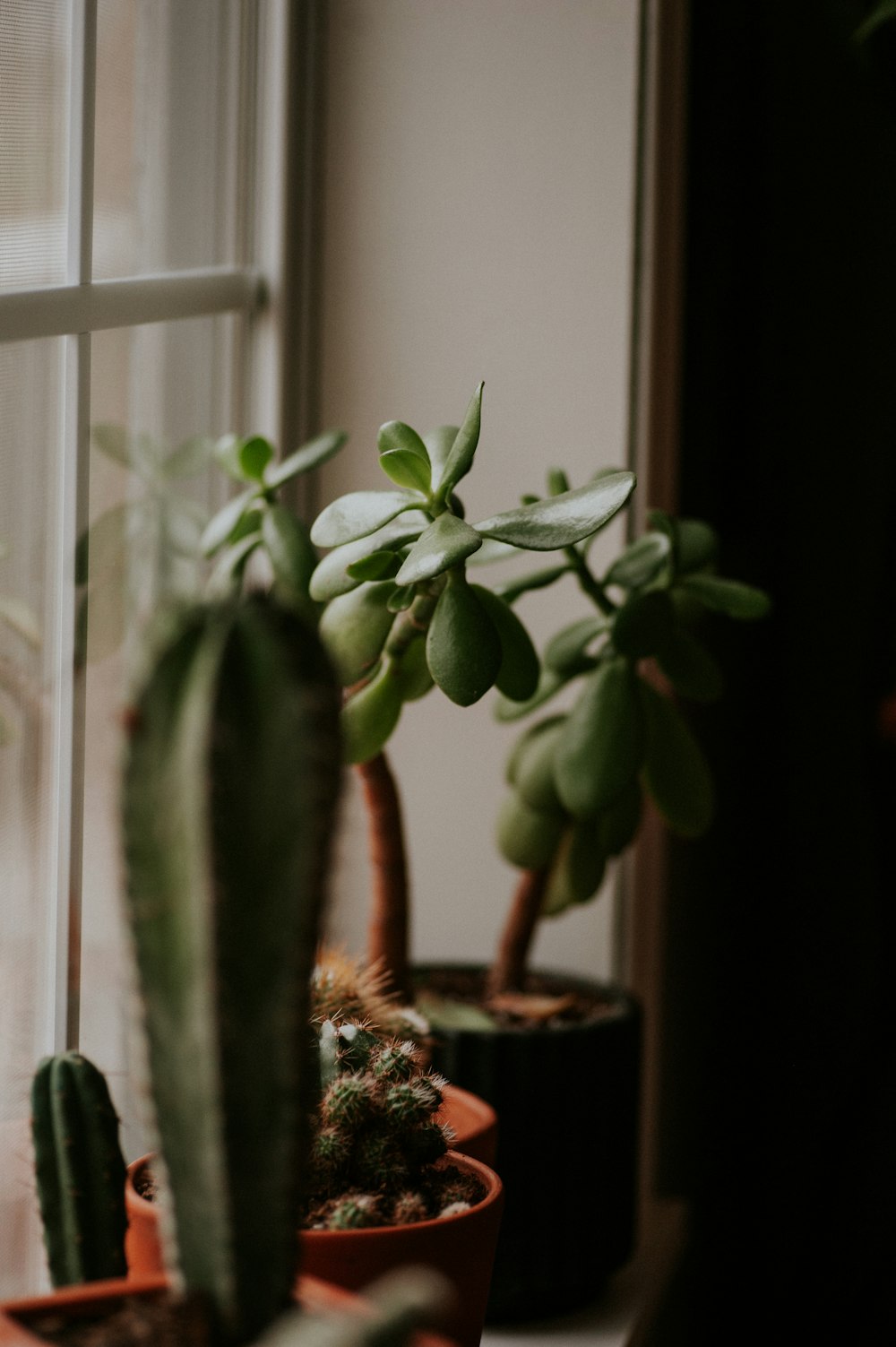 a window sill filled with potted plants next to a window