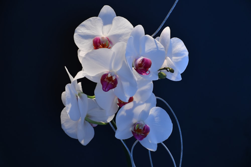 a close up of a white and red flower