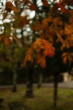 a tree filled with lots of yellow and orange leaves
