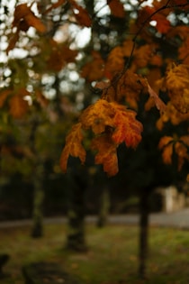 a tree filled with lots of yellow and orange leaves