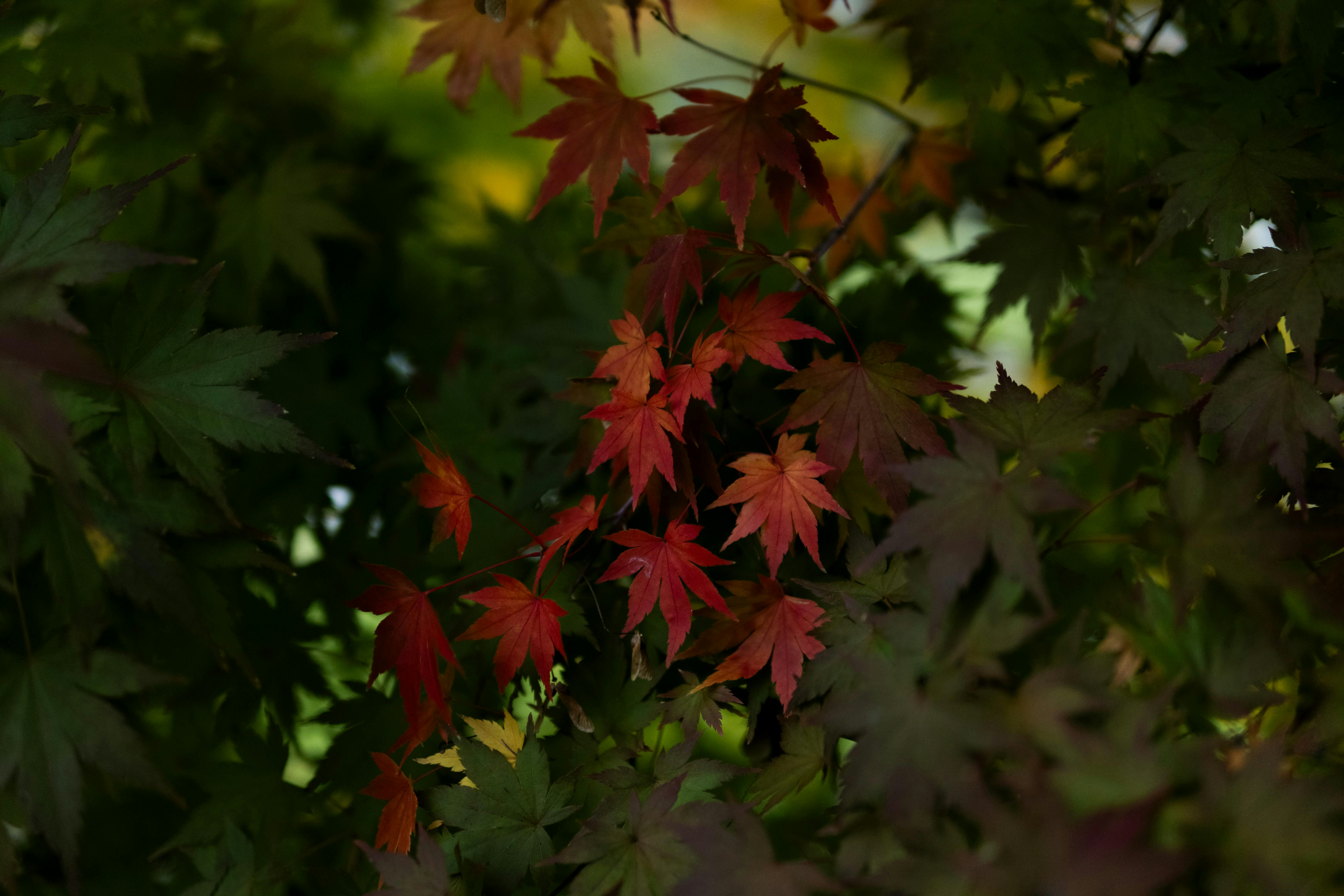 Photo by blackphant