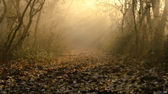 A soft sunrise illuminating a quiet forest path with gentle golden light.