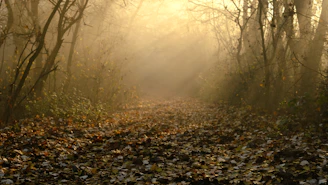 A warm, enchanted forest path lined with golden chestnut leaves under soft sunlight.