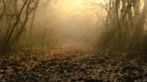 A soft sunrise illuminating a quiet forest path with gentle golden light.