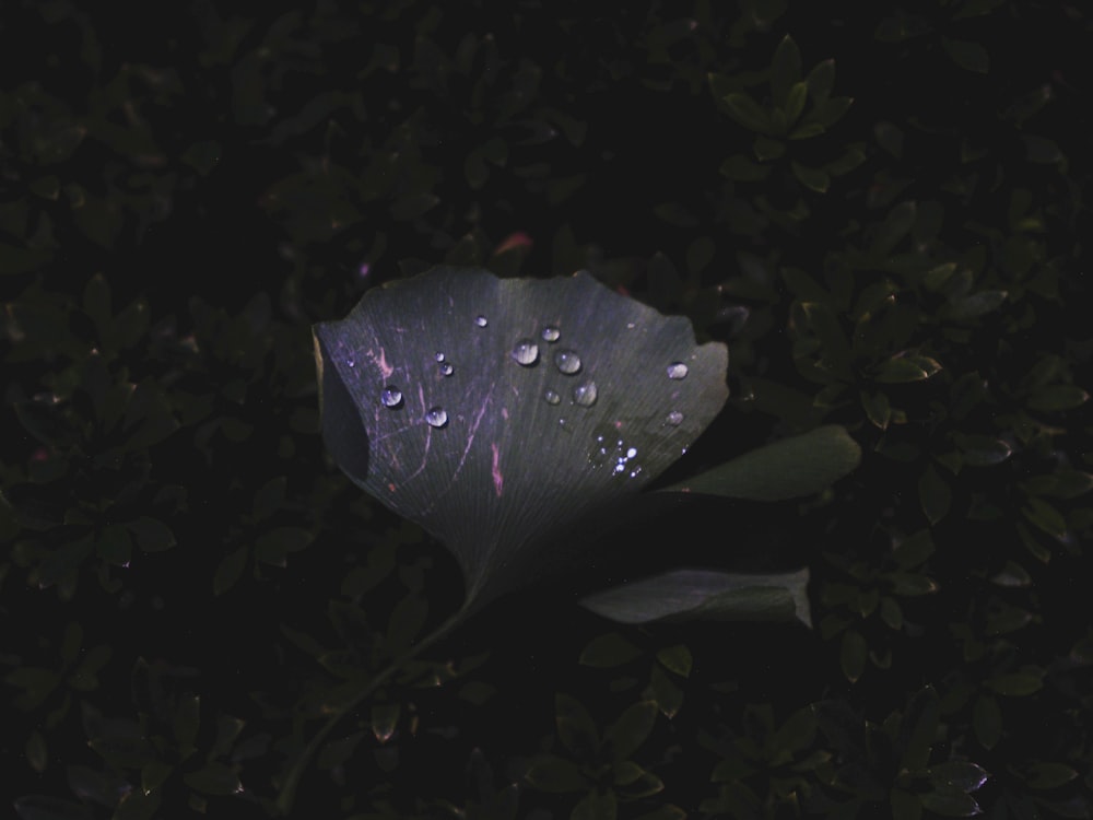 a large leaf with water droplets on it