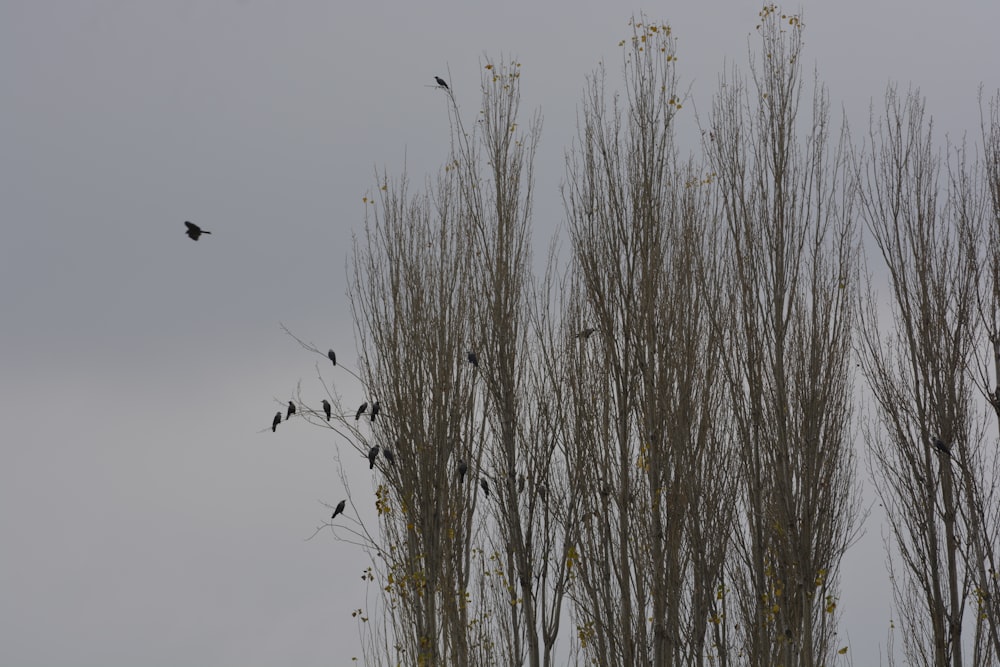 a flock of birds sitting on top of a tree