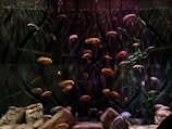 An aquarium setting with several vibrant fish swimming among aquatic plants. The background features a textured, dark-colored wall that adds depth, while rocks are scattered across the bottom. The fish vary in color, predominantly orange, yellow, and pink shades, creating a lively contrast against the muted backdrop.