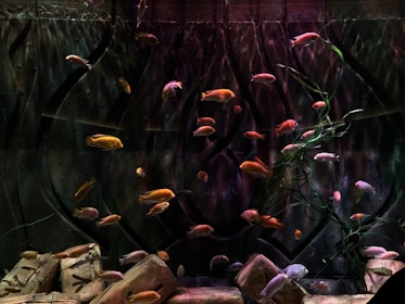 An aquarium setting with several vibrant fish swimming among aquatic plants. The background features a textured, dark-colored wall that adds depth, while rocks are scattered across the bottom. The fish vary in color, predominantly orange, yellow, and pink shades, creating a lively contrast against the muted backdrop.