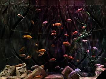 An aquarium setting with several vibrant fish swimming among aquatic plants. The background features a textured, dark-colored wall that adds depth, while rocks are scattered across the bottom. The fish vary in color, predominantly orange, yellow, and pink shades, creating a lively contrast against the muted backdrop.