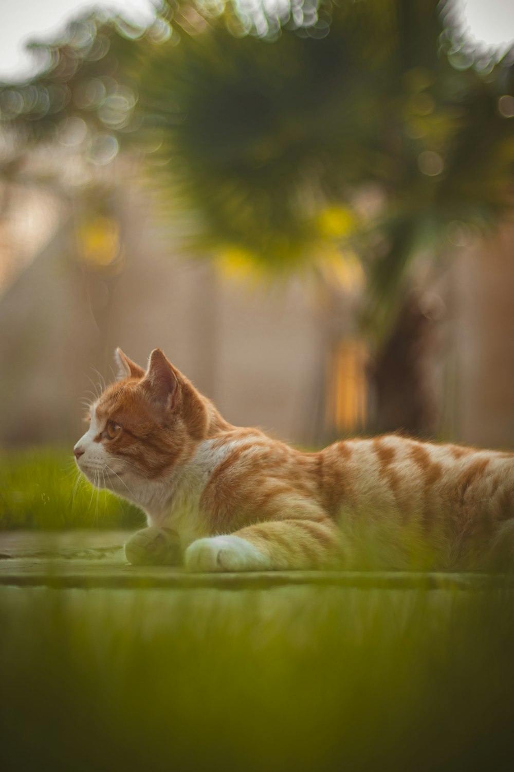 an orange and white cat laying in the grass