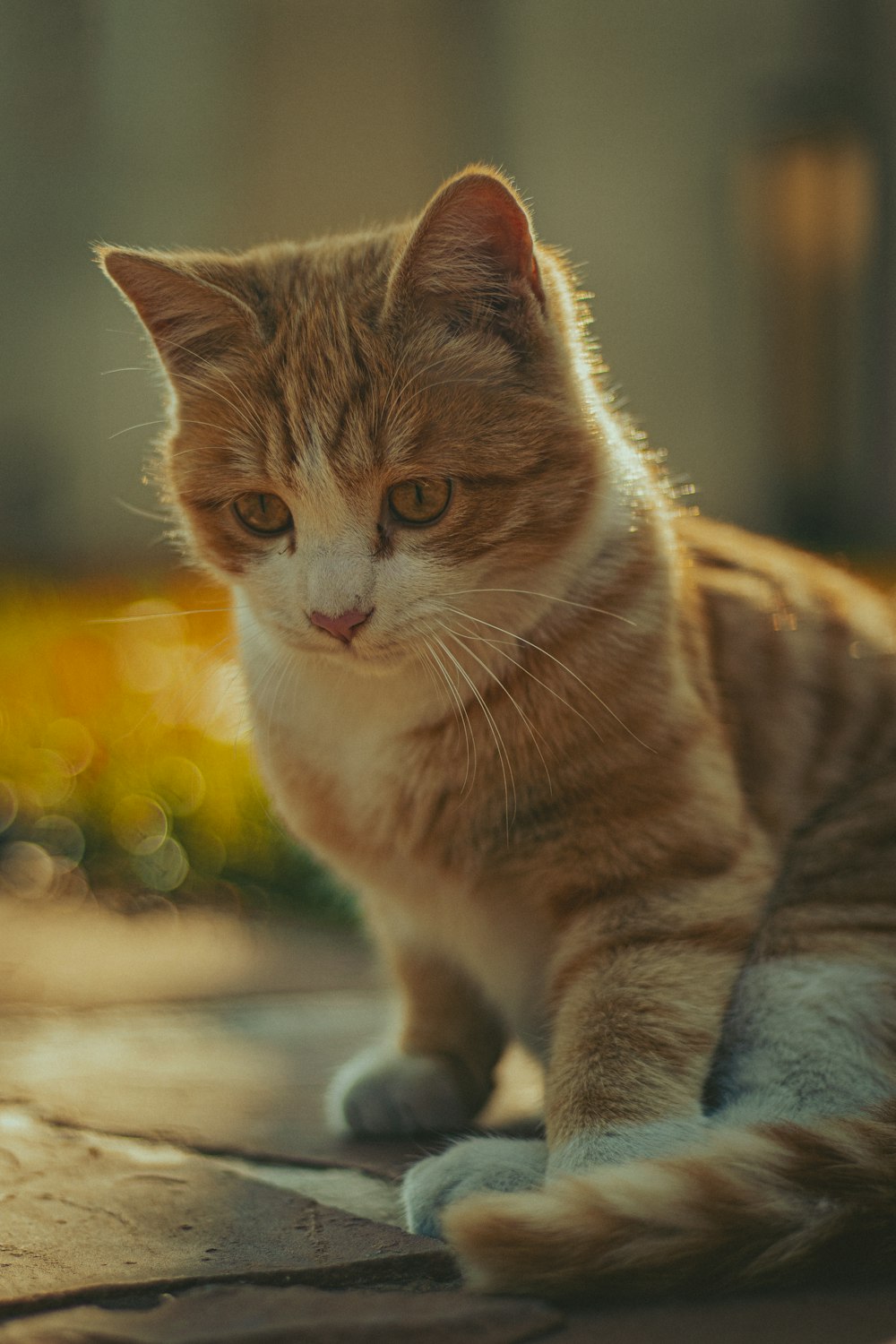 an orange and white cat sitting on the ground