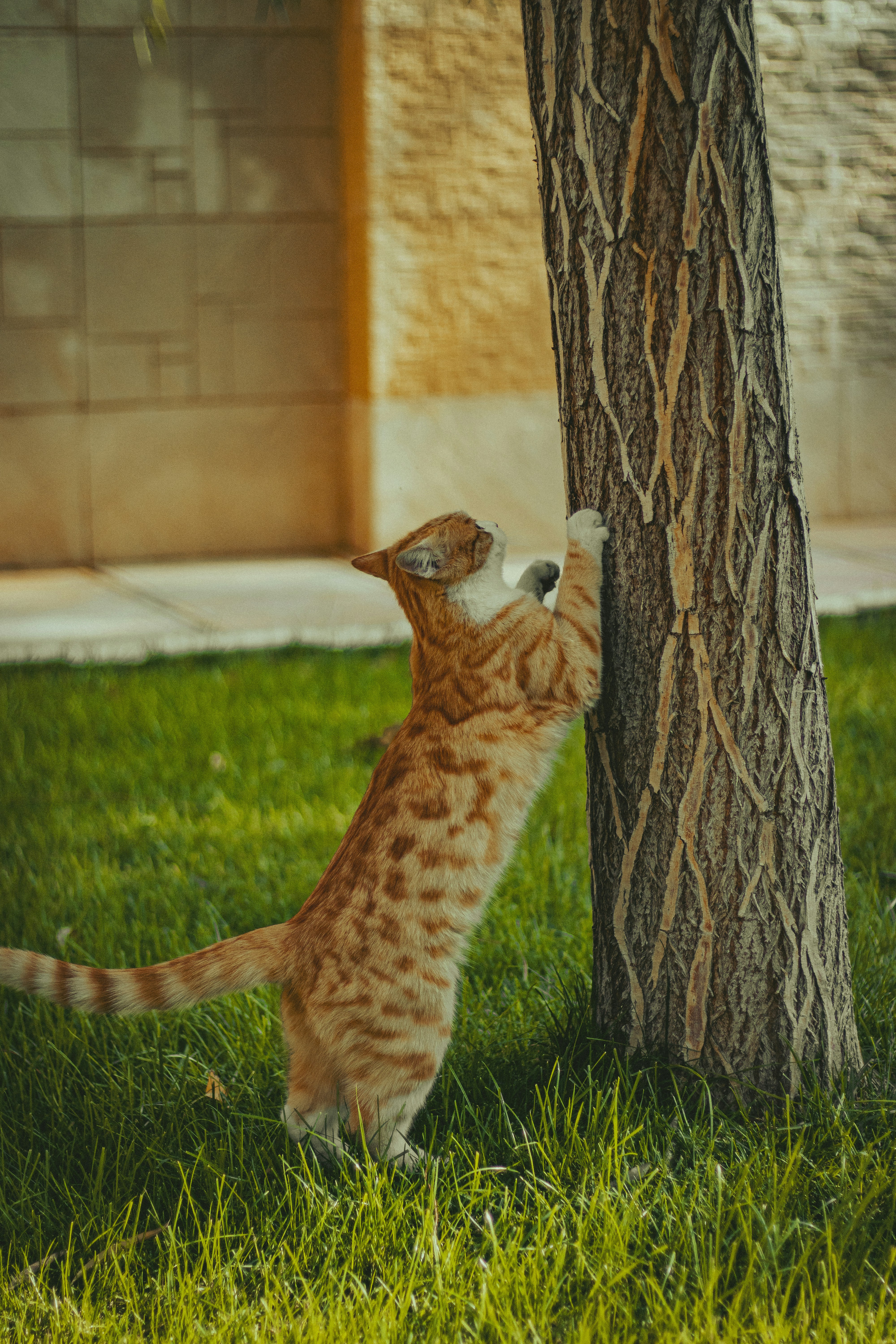 a cat climbing up the side of a tree
