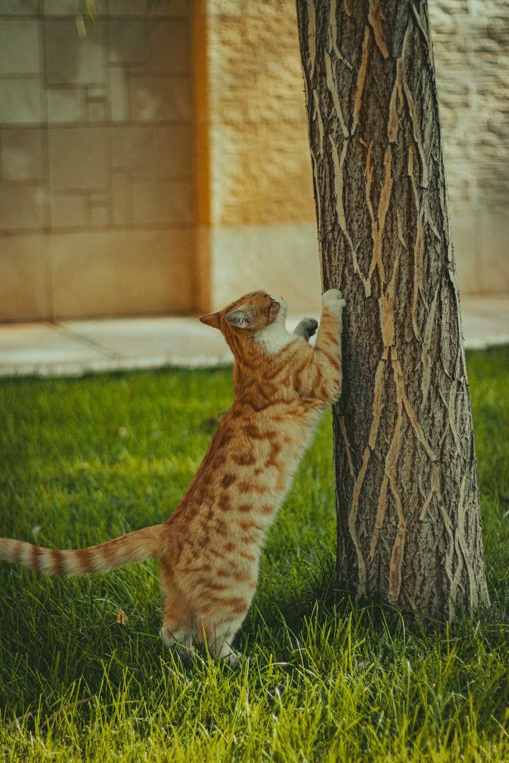 a cat climbing up the side of a tree