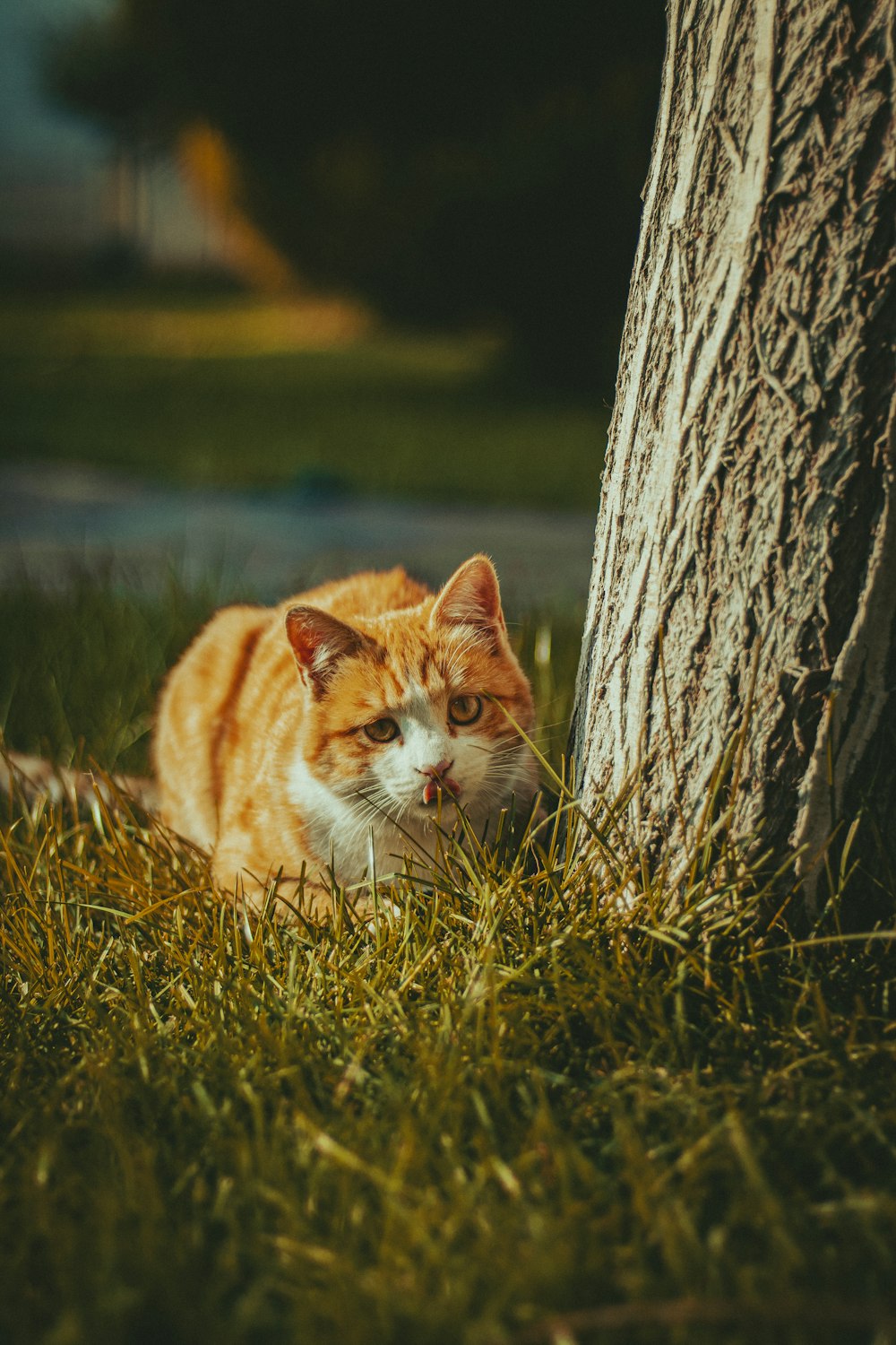 a cat sitting in the grass next to a tree
