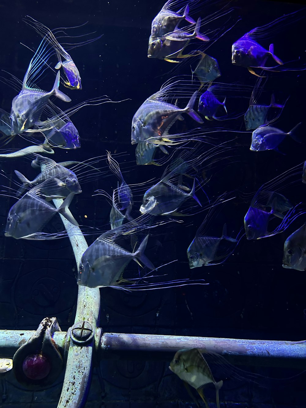 a group of fish swimming in an aquarium