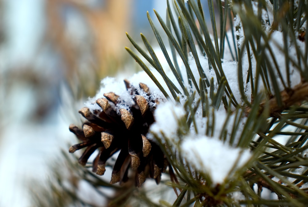 a close up of a pine cone covered in snow